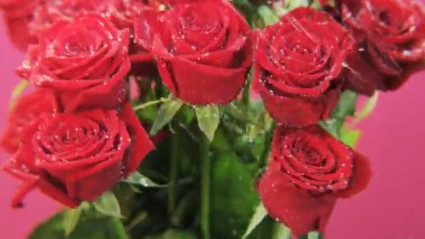 Red Roses Rotating Rain Pink Background Extreme Close Shot Red — Stock Video