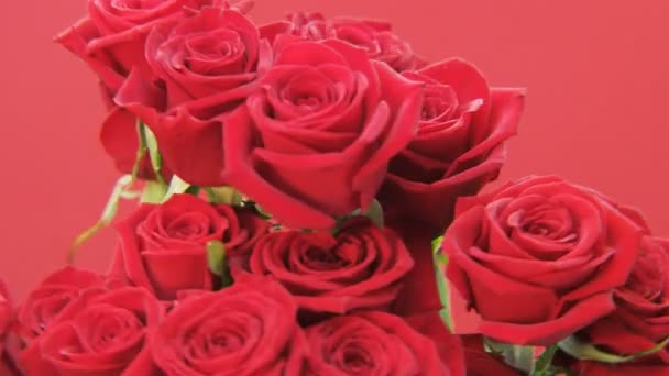 Rose Rosse Che Ruotano Sfondo Rosso Primo Piano Estremo Girato — Video Stock