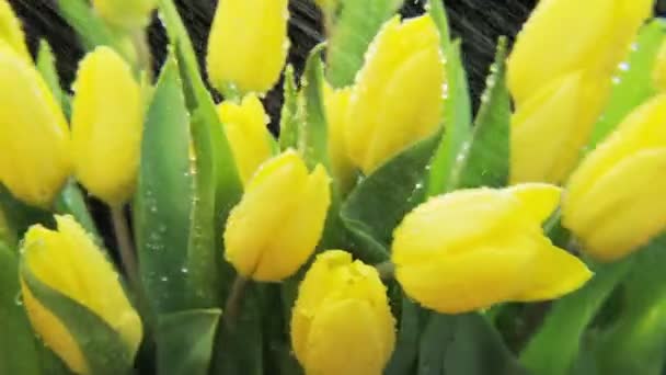 黄色的郁金香在雨中移动 黑色背景 极端接近 拍摄红色史诗 — 图库视频影像
