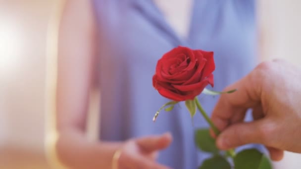 男人给女人一朵红玫瑰 拍摄红色史诗 — 图库视频影像
