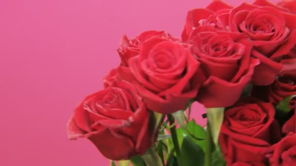 红玫瑰在粉红色的背景下旋转 极端接近 拍摄红色史诗 — 图库视频影像