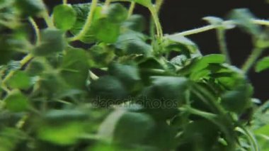 Kekik yağmur altında. Baharat bir daireye taşınıyor. Yakın çekim. Kırmızı Epic vurdu