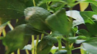 Siyah arka plan üzerine ıslak Basil. Baharat bir daireye taşınıyor. Siyah arka plan. Yakın çekim. Kırmızı Epic vurdu