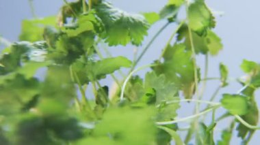 Mavi bir arka plan üzerinde dönen Coriandrum. Baharat bir daireye taşınıyor. Yakın çekim. Kırmızı Epic vurdu