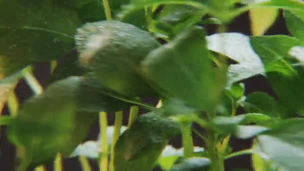 Basilic humide sur fond noir. Épice se déplaçant sur un cercle. Arrière plan noir. Gros plan. Tourné sur RED Epic 