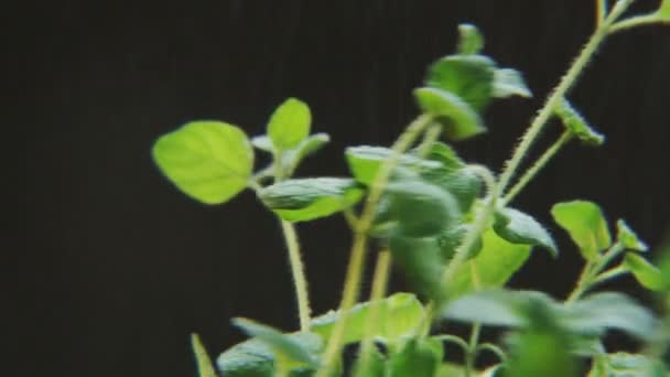 Basilio Lluvia Intensa Sobre Fondo Negro Especia Moviéndose Círculo Primer — Vídeos de Stock