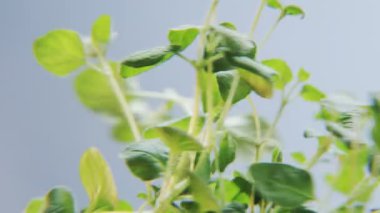 Mavi bir arka plan üzerinde dönen Basil. Baharat bir daireye taşınıyor. Yakın çekim. Kırmızı Epic vurdu