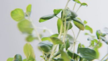 Beyaz bir arka plan üzerinde dönen Basil. Baharat bir daireye taşınıyor. Yakın çekim. Kırmızı Epic vurdu