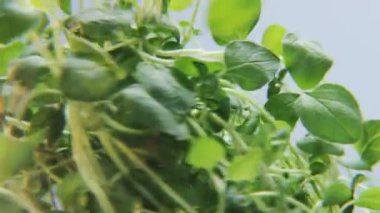 Mavi bir arka plan üzerinde dönen kekik. Baharat bir daireye taşınıyor. Yakın çekim. Kırmızı Epic vurdu