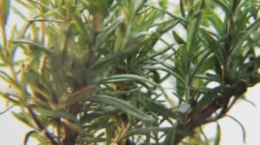 Beyaz bir arka plan üzerinde dönen Rosmarinus. Baharat bir daireye taşınıyor. Yakın çekim. Kırmızı Epic vurdu