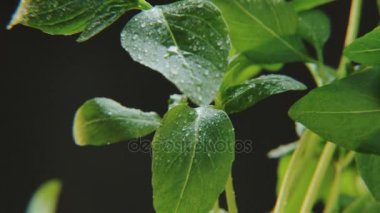 Siyah arka plan üzerine ıslak Basil. Bir baharat odaklı kamera yukarı taşır. Yakın çekim. Kırmızı Epic vurdu