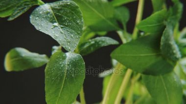 Siyah arka plan üzerine ıslak Basil. Bir baharat odaklı kamera yukarı taşır. Yakın çekim. Kırmızı Epic vurdu