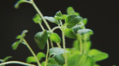 Siyah arka plan üzerine dönen Basil. Baharat bir daireye taşınıyor. Yakın çekim. Kırmızı Epic vurdu