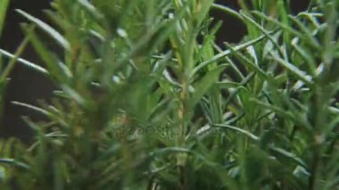 Siyah bir arka plan üzerinde dönen Rosmarinus. Baharat bir daireye taşınıyor. Yakın çekim. Kırmızı Epic vurdu