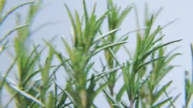 Beyaz bir arka plan üzerinde dönen Rosmarinus. Baharat bir daireye taşınıyor. Yakın çekim. Kırmızı Epic vurdu