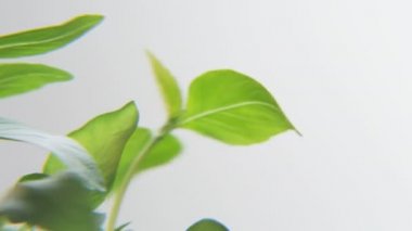 Beyaz bir arka plan üzerinde dönen Basil. Baharat bir daireye taşınıyor. Yakın çekim. Kırmızı Epic vurdu