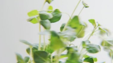 Beyaz bir arka plan üzerinde dönen Basil. Baharat bir daireye taşınıyor. Yakın çekim. Kırmızı Epic vurdu