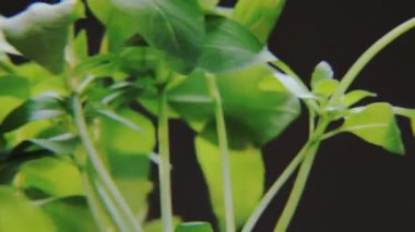 Siyah arka plan üzerine dönen Basil. Baharat bir daireye taşınıyor. Yakın çekim. Kırmızı Epic vurdu