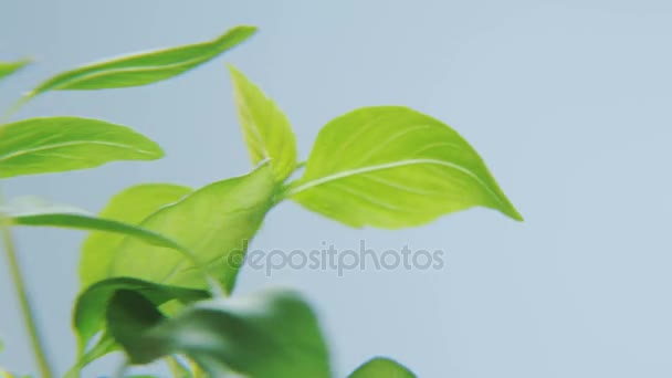 Basil Rotating Blue Background Spice Moving Circle Close Shot Red — Stock Video