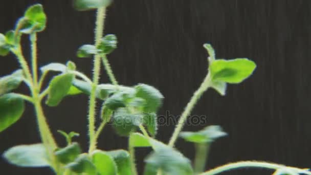 Basilio Bajo Lluvia Sobre Fondo Negro Especia Moviéndose Círculo Primer — Vídeos de Stock