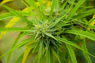 Yapraklı üst esrar Bud esrar bitki üzerinde