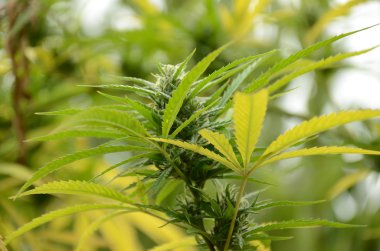 Yapraklı üst esrar Bud esrar bitki üzerinde