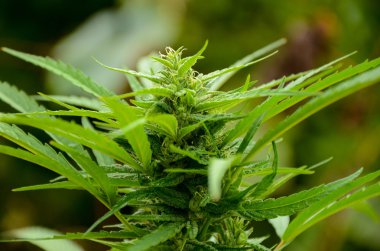 Yapraklı üst esrar Bud esrar bitki üzerinde