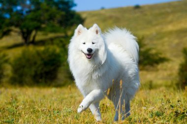 Sibirya husky köpek samoyed, beyaz