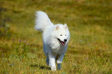 Sibirya husky köpek samoyed, beyaz