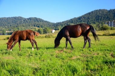 taze ot yemek ata yeşil alan,