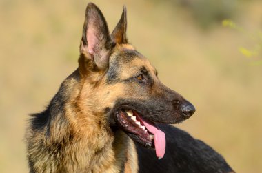 Alman çoban köpek orman, yaz