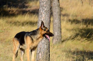 Alman çoban köpek orman, yaz