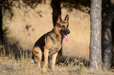 Alman çoban köpek orman, yaz