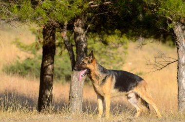 Alman çoban köpek orman, yaz