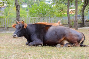 Çim ile yere Serme inek