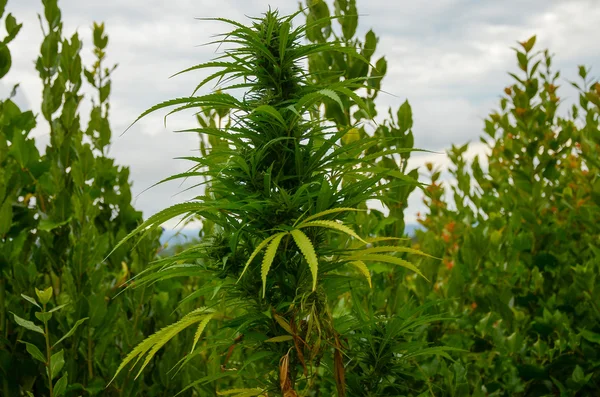 Leafy Top bourgeon de marijuana sur la plante de cannabis — Photo