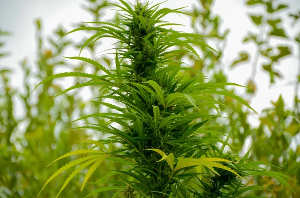 CBD Flower Keywords