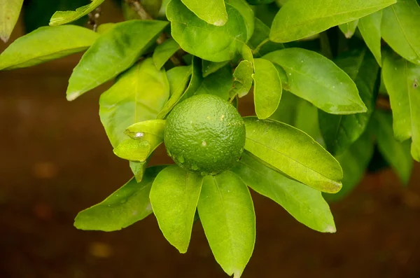 Mandarina verde inmadura, mandarina en la planta . —  Fotos de Stock