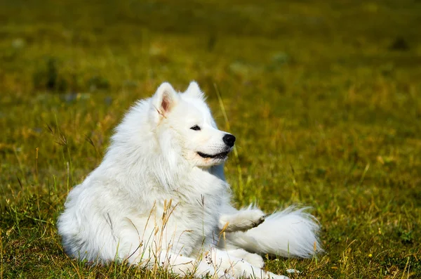 Сибирский самоед, белый хаски-дог — стоковое фото