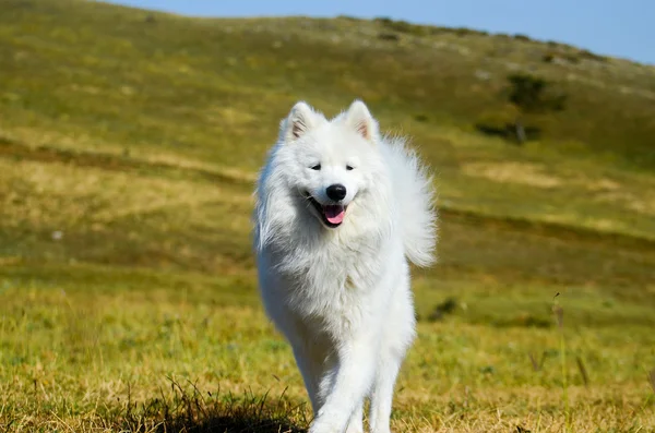 Siberische Samojeed, witte husky hond — Stockfoto