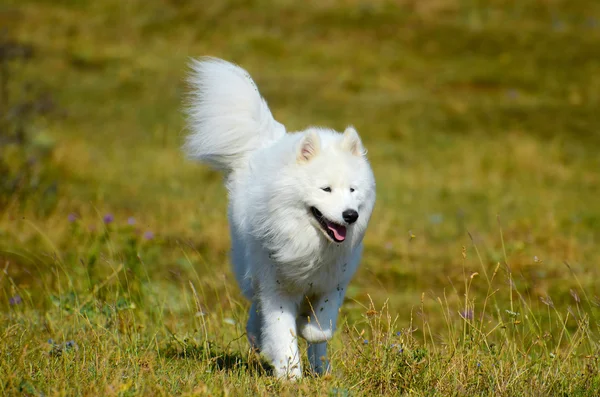 Sibiřský husky pes samojed, bílé — Stock fotografie