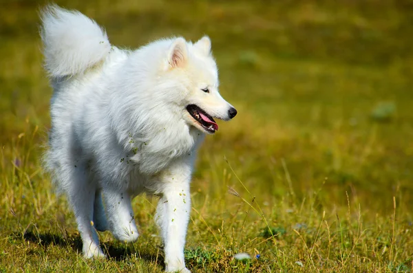 Sibiřský husky pes samojed, bílé — Stock fotografie