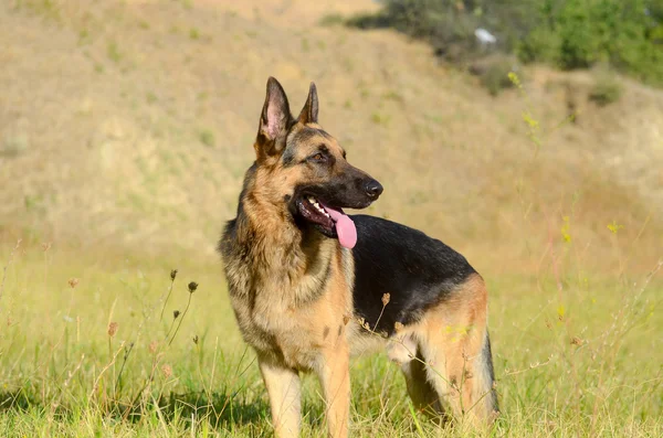 Perro pastor alemán en el bosque, verano —  Fotos de Stock