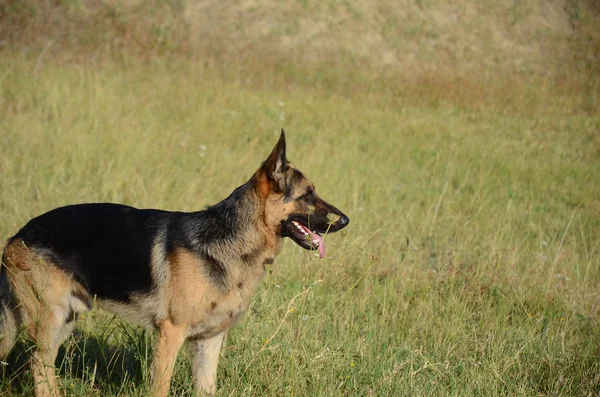 Alman çoban köpek orman, yaz — Stok fotoğraf