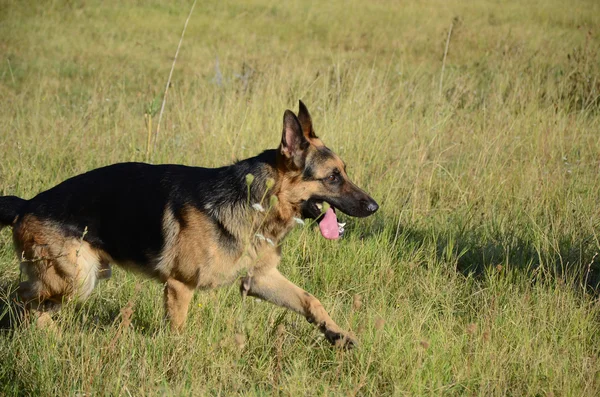 Chien de berger allemand en forêt, été — Photo