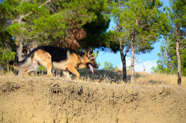 Alman çoban köpek orman, yaz — Stok fotoğraf