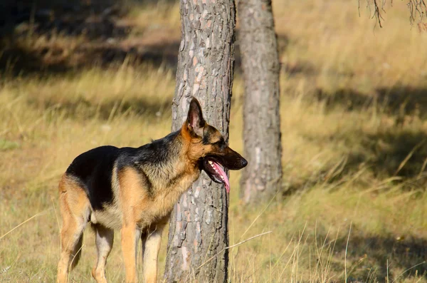 Německý ovčák pes v lese, v létě — Stock fotografie