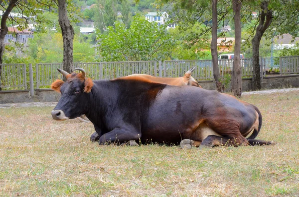 Vaca tendida en el suelo con hierba — Foto de Stock