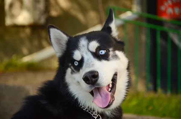 Sibiřská blue eyed husky pes. — Stock fotografie