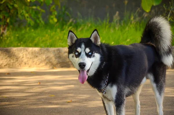 Portrait de chien husky aux yeux bleus sibériens — Photo